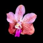 Phalaenopsis is one of the most cultivated and hybridized group of epiphytic orchids. Art Print
